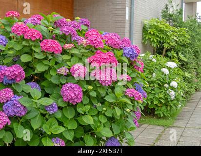 Hydrangea flowering plant with pink, purple and blue flowers simultaneously. Hydrangea macrophylla shrub in the urban landscaping. Stock Photo