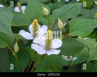 Houttuynia cordata flowering plant in the shady garden. Chameleon plant or fish mint greenish-yellow flowers on a terminal spike with four large white Stock Photo