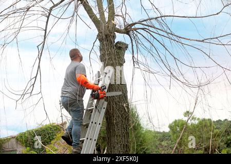 lumberjack on a ladder for cutting a tree Stock Photo
