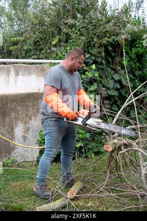 lumberjack on a ladder for cutting a tree Stock Photo