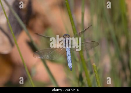 Male Keeled Skimmer in flight in Dorset UK Stock Photo