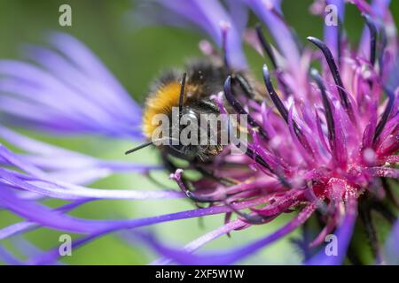 A bumble bee on a cornflower, Chipping, Preston, Lancashire, UK Stock Photo