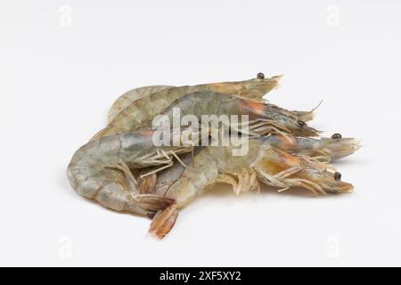raw shrimp, close-up, isolated on a white background Stock Photo