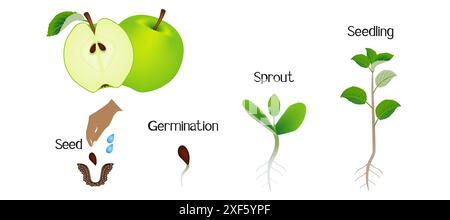Sequence of an apple plant growing isolated on white. Stock Vector