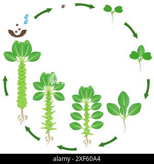 Life cycle of brussels sprouts plant on a white background. Stock Vector