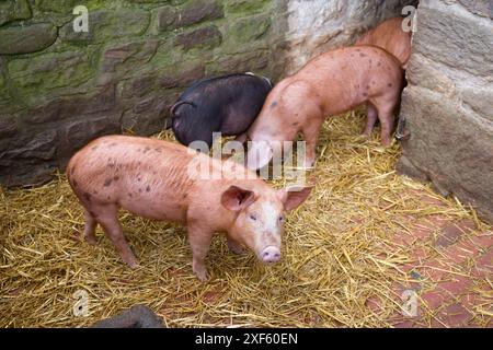 Piglets in a traditional brick pig sty in England, UK Stock Photo