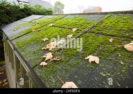Old felt in need of replacement on a shed roof. Part of a series showing a felt roof being replaced on a shed in a UK garden. Stock Photo