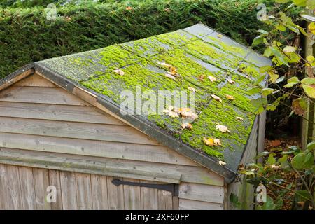 Old felt in need of replacement on a shed roof. Part of a series showing a felt roof being replaced on a shed in a UK garden. Stock Photo
