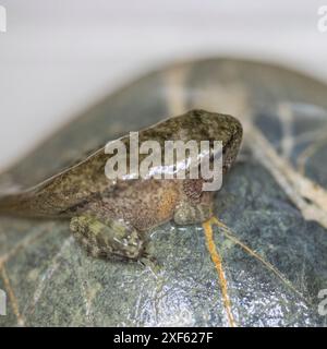 A small toad tadpole, on a stone, has almost completed its metamorphosis: you can see the head, eyes, tail and four legs. The skin is moist and clammy Stock Photo