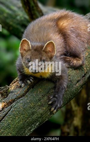 European pine marten (Martes martes) on tree trunk in forest showing big paws with semi-retractable claws for climbing trees Stock Photo