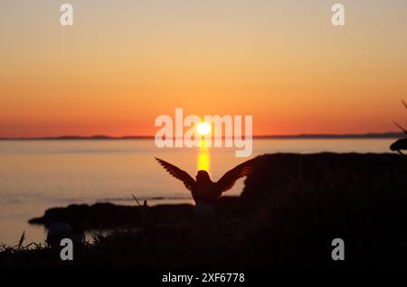 Puffin silhouetted in the sunset on Lunga in the Treshnish Isles of Scotland with the isle of Coll in the distance Stock Photo