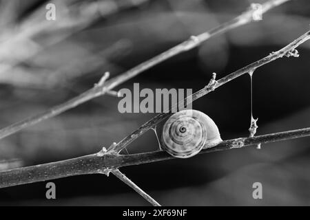 snail on a branch in black and white Stock Photo