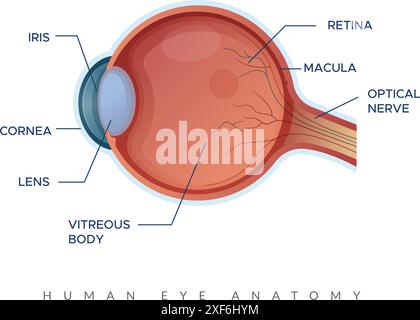 Human Eye Anatomy - Stock Illustration as EPS 10 File Stock Vector ...