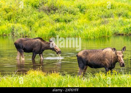 USA, Colorado, Gunnison National Forest. Moose feeding in lake. Stock Photo