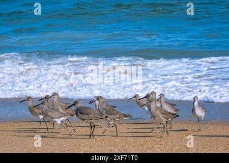 Crashing waves, Florida Stock Photo