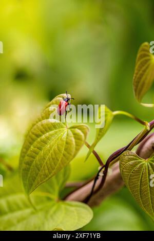 Exotic air potato leaf beetle eat leaves. Stock Photo