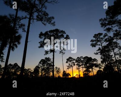 Pine trees at sunset in J.W. Corbett Wildlife Management Area near West Palm Beach, Florida Stock Photo