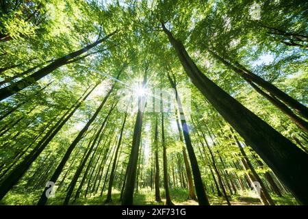 Sunlight streaming through tall trees in a lush, vibrant forest. Perfect for nature and tranquility themes. Stock Photo