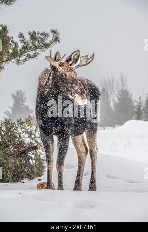 USA, Idaho. Young bull moose portrait in a snow storm. Stock Photo