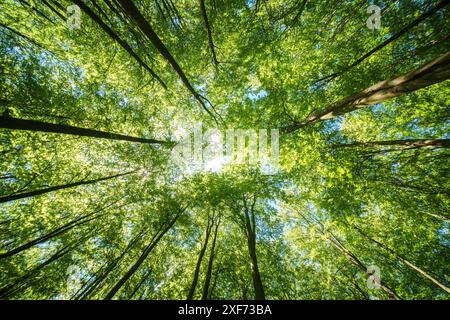Sunlight streaming through tall trees in a lush, vibrant forest. Perfect for nature and tranquility themes. Stock Photo