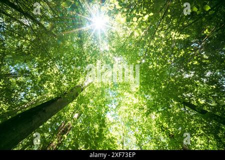Sunlight streaming through tall trees in a lush, vibrant forest. Perfect for nature and tranquility themes. Stock Photo