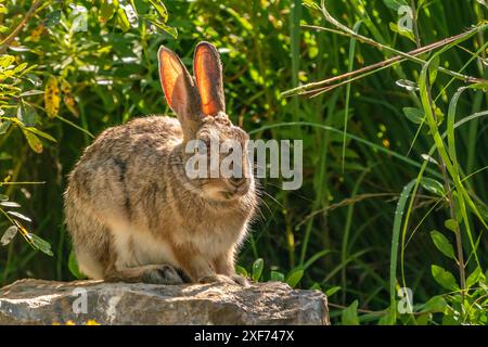 USA, New Mexico. Cottontail rabbit close-up Stock Photo - Alamy