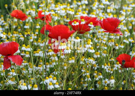 Wild poppies and Scented Mayweed ( Matricaria chamomilla) in a meadow. Stock Photo