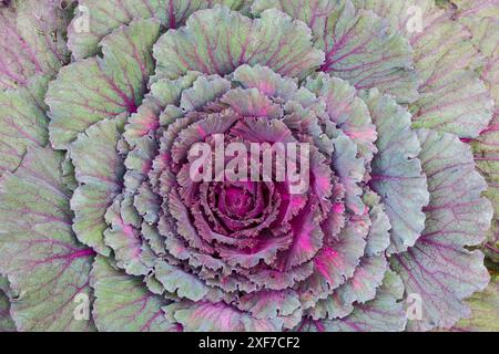 USA, Washington State, Sammamish. Ornamental kale cabbage Stock Photo