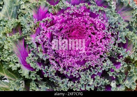 USA, Washington State, Sammamish. Ornamental kale cabbage Stock Photo
