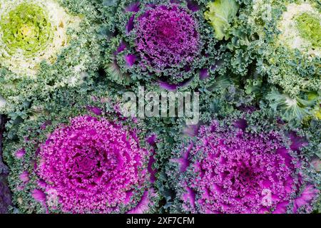 USA, Washington State, Sammamish. Ornamental kale cabbage Stock Photo