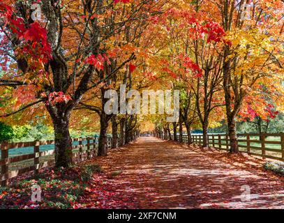 USA, Washington State, North Bend. Fall color on maple tree lined driveway Stock Photo