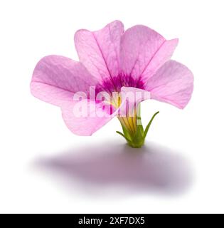 Pink Petunia Top Cut Out on White. Stock Photo