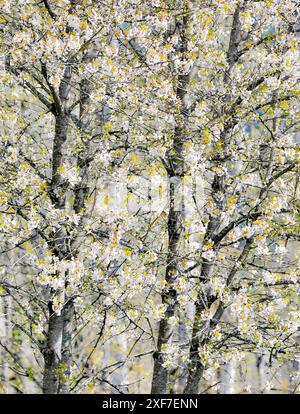 USA, Washington State, Fall City. Tree trunks of wild cherry trees spring bloom Stock Photo