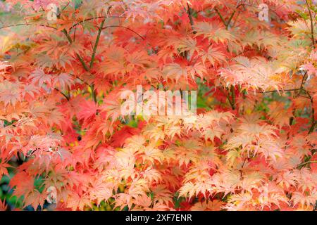 USA, Washington State, Sammamish. Japanese maple trees leaves in orange tones fall time Stock Photo