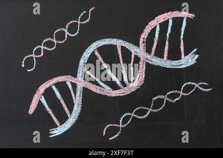 Drawn DNA on black chalkboard Stock Photo
