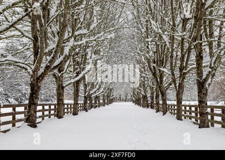 USA, Washington State, North Bend. Fresh snow fall on tree lined driveway Stock Photo