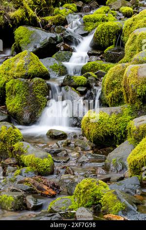 USA, Washington State, Olympic National Park, Sol Duc Trailhead. A small stream flows over moss covered rocks. Stock Photo
