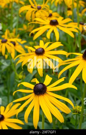 Bellevue, Washington State, USA. Goldstrum Black-eyed Susan flowers. Stock Photo