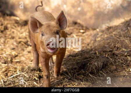 Chimacum, Washington State, USA. Tamworth pig piglet, 1 week old Stock Photo