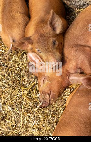 Chimacum, Washington State, USA. Tamworth pig piglets grouped together sleeping Stock Photo