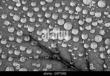 Washington State. Water drops on maple leaf Stock Photo