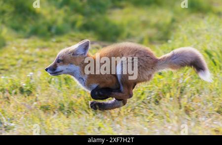 Red fox kit running, Washington State, USA Stock Photo