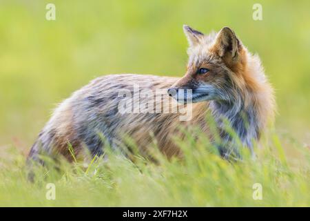 Red fox vixen portrait, Washington State, USA Stock Photo
