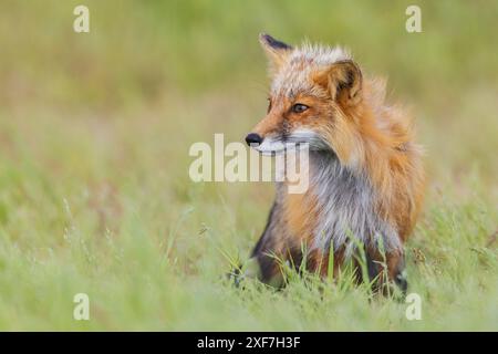 Red fox vixen, over seeing the kits playing, Washington State, USA Stock Photo