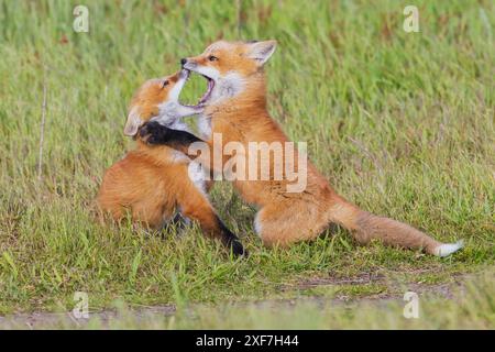 Red fox kits playing, Washington State, USA Stock Photo