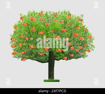 Tree with grapefruits and green leaves isolated on white Stock Photo