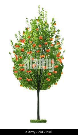 Tree with grapefruits and green leaves isolated on white Stock Photo