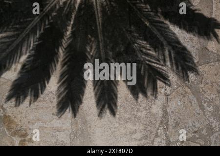 Palm leaves and shadows on the stone wall Stock Photo
