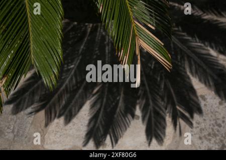 Palm leaves and shadows on the stone wall Stock Photo