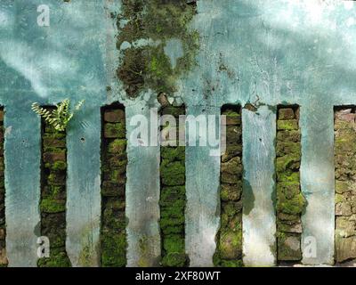 Old Wall Covered in Moss Stock Photo